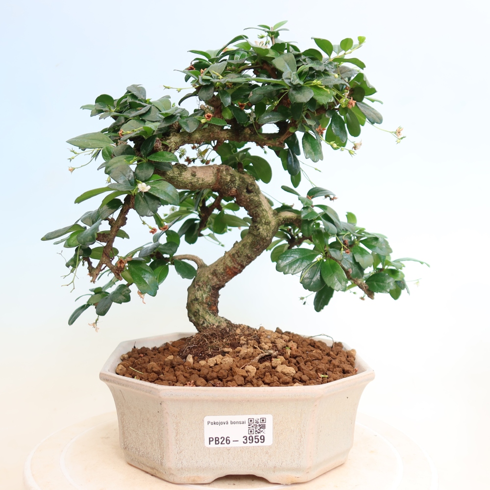 Bonsaï de chambre - Carmona macrophylla - Tea fuki