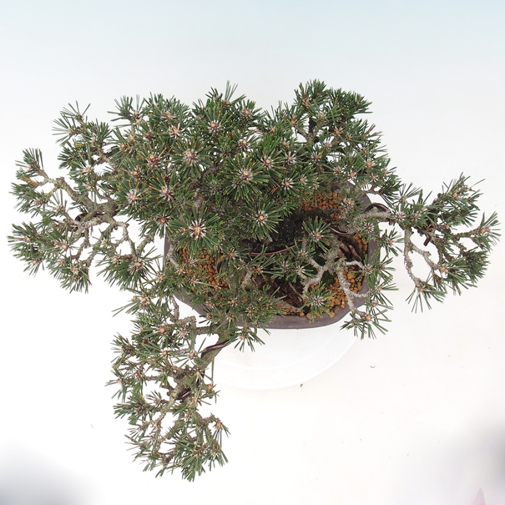 Bonsaï d'extérieur - Pinus thunbergii Kotobuki - Pin de Thunberg