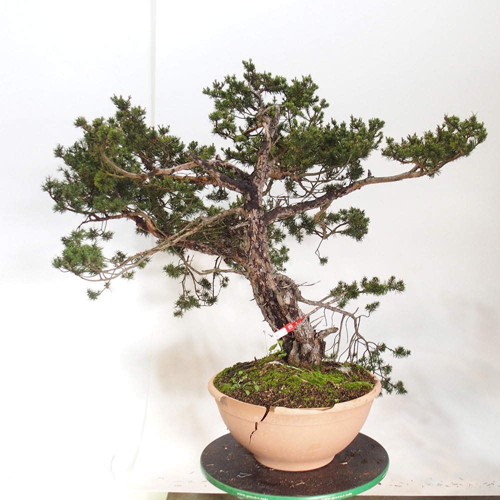 Yamadori - Pinus sylvestris Espagne