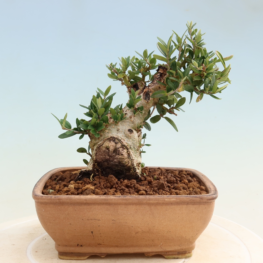 Bonsaï d'intérieur - Olea europaea sylvestris