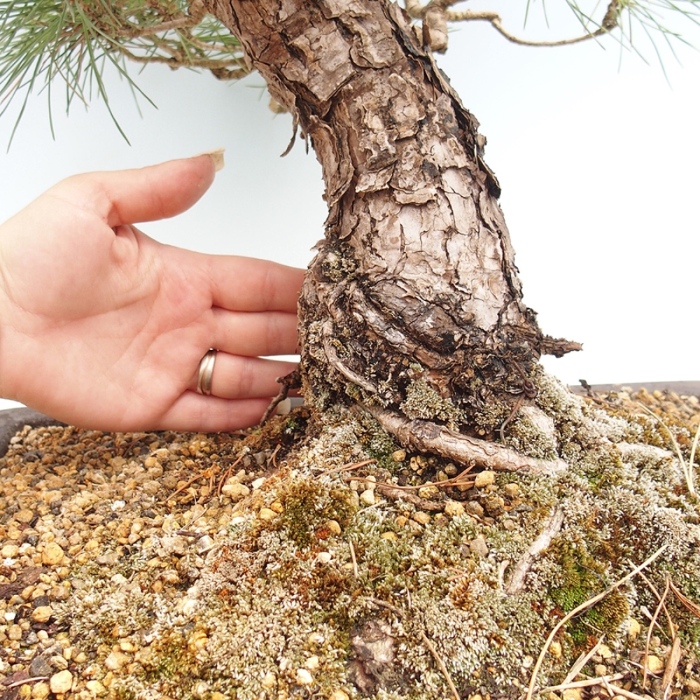 Bonsaï d'extérieur - Pinus thunbergii - Pin de Thunberg
