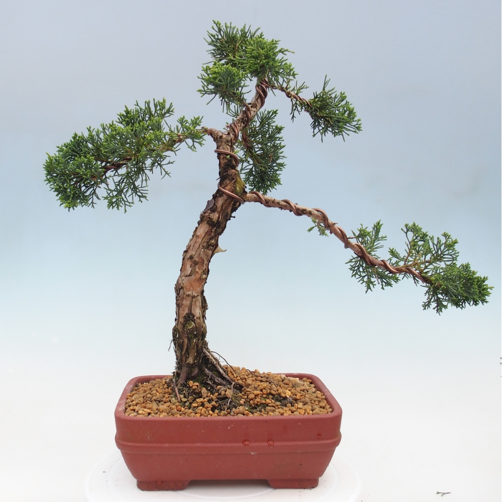 Bonsaï d'extérieur - Juniperus chinensis Kishu