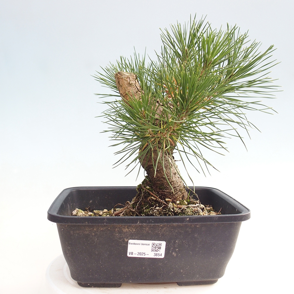 Bonsaï d'extérieur - Pinus thunbergii - Pin de Thunberg
