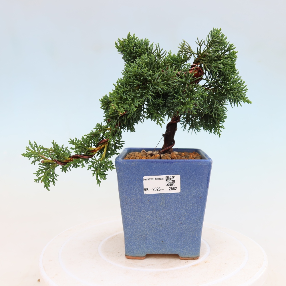 Bonsaï d'extérieur - Juniperus chinensis Kishu