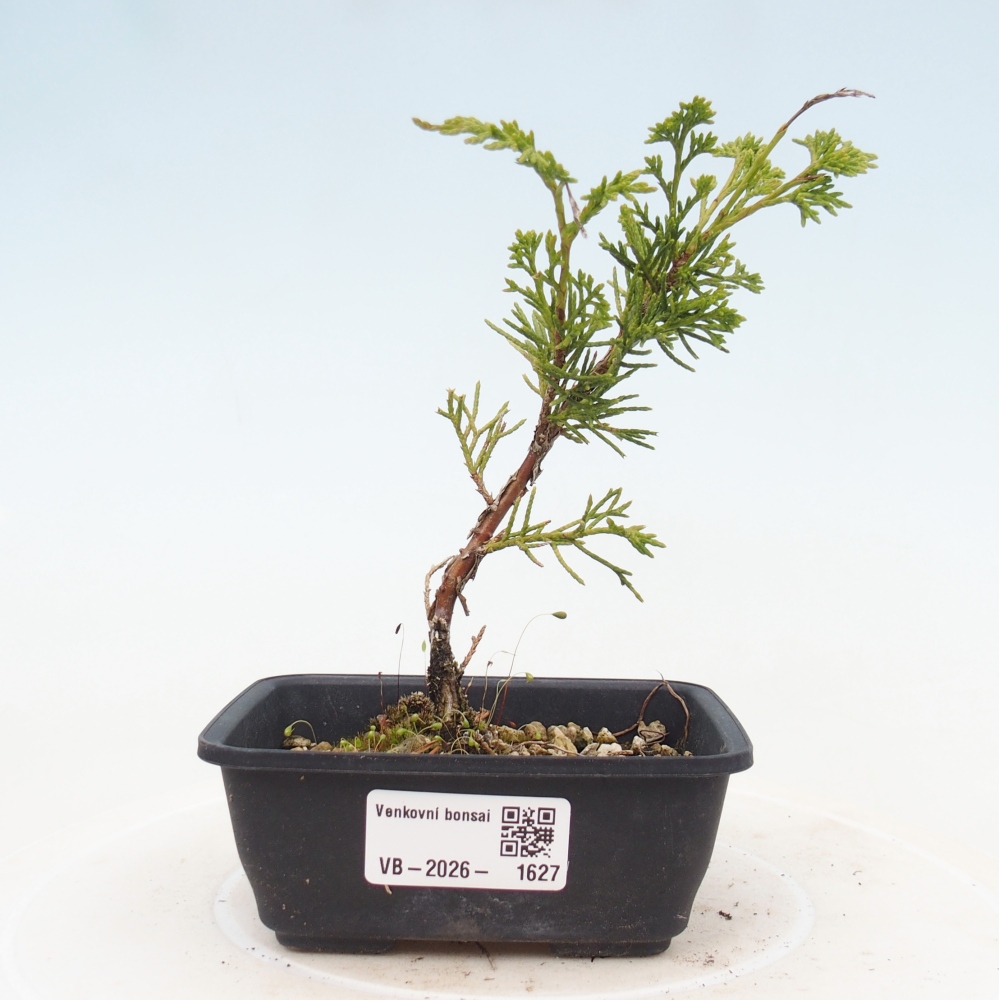 Bonsaï d'extérieur - Juniperus chinensis Itoigawa