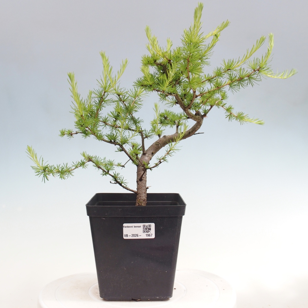 Bonsaï d'extérieur -Larix decidua - Mélèze