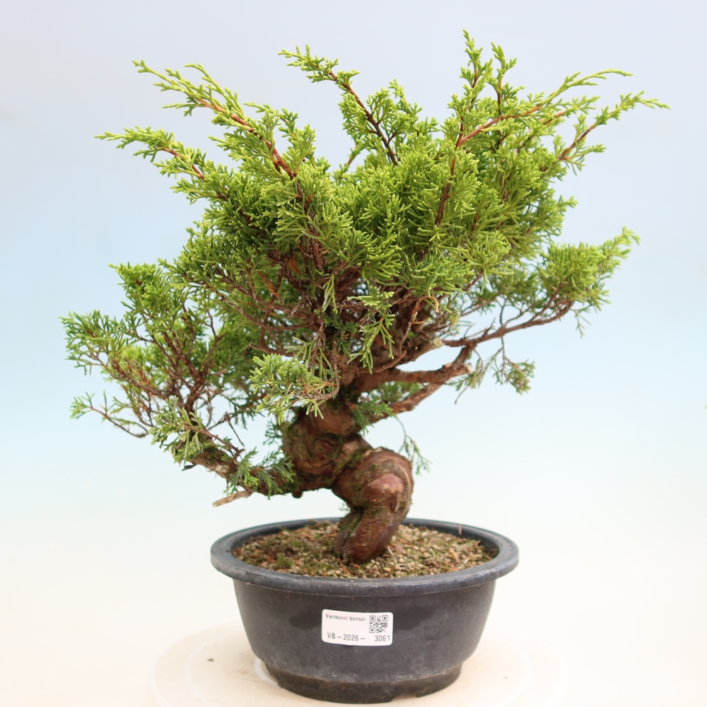 Bonsaï d'extérieur - Juniperus chinensis Itoigawa-Juniperus chinensis