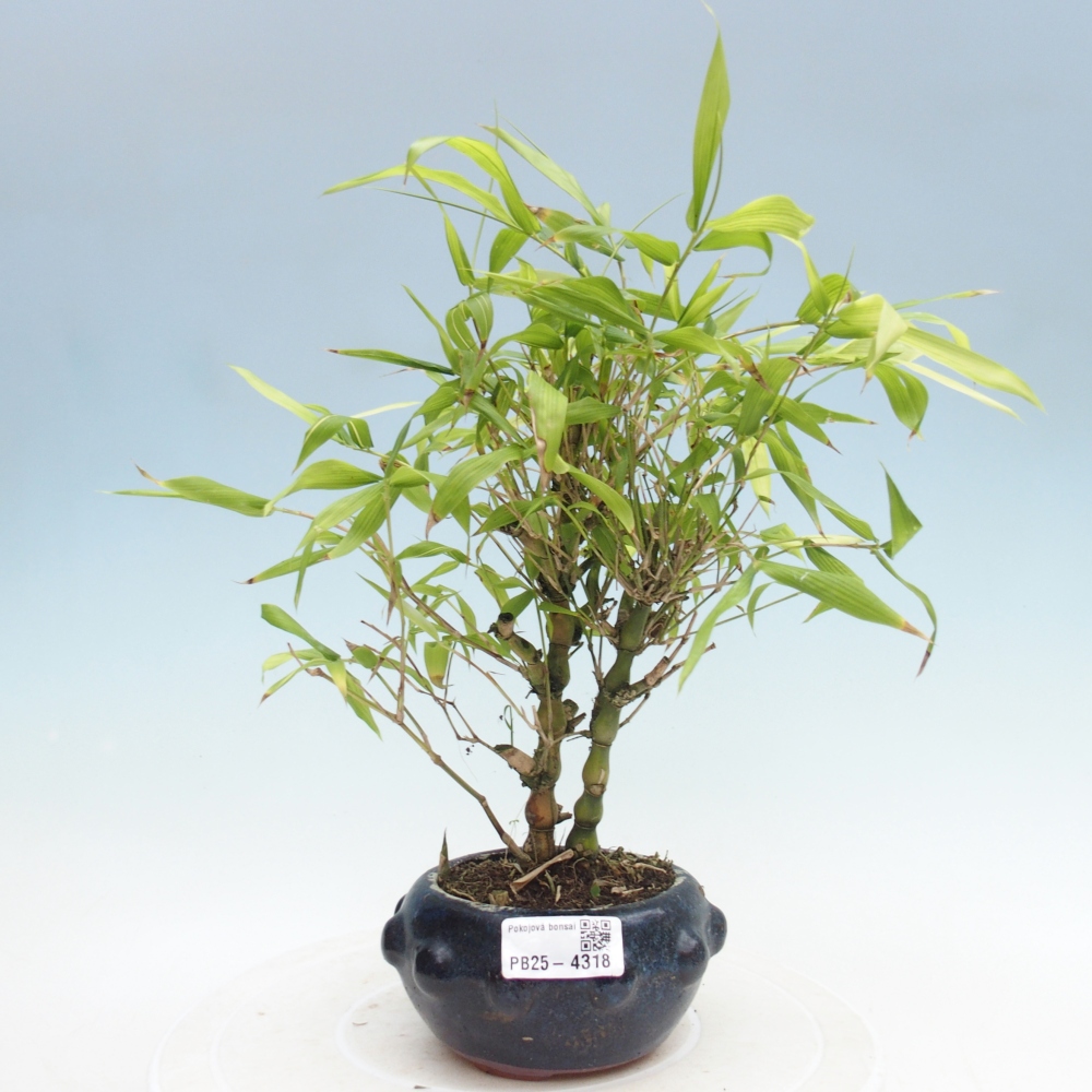 Bonsaï de chambre - Bamboo budha-Bamboo budha belly