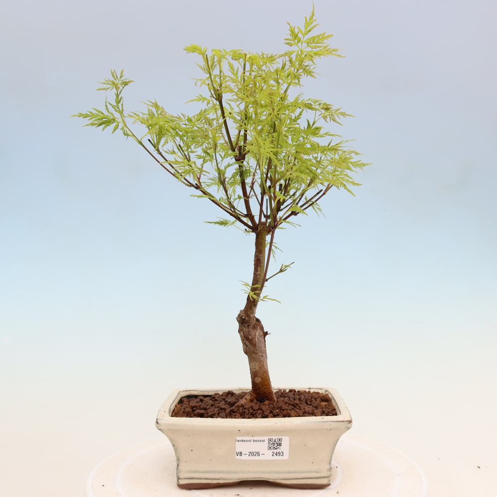 Bonsaï d'extérieur - Acer palmatum Dissectum