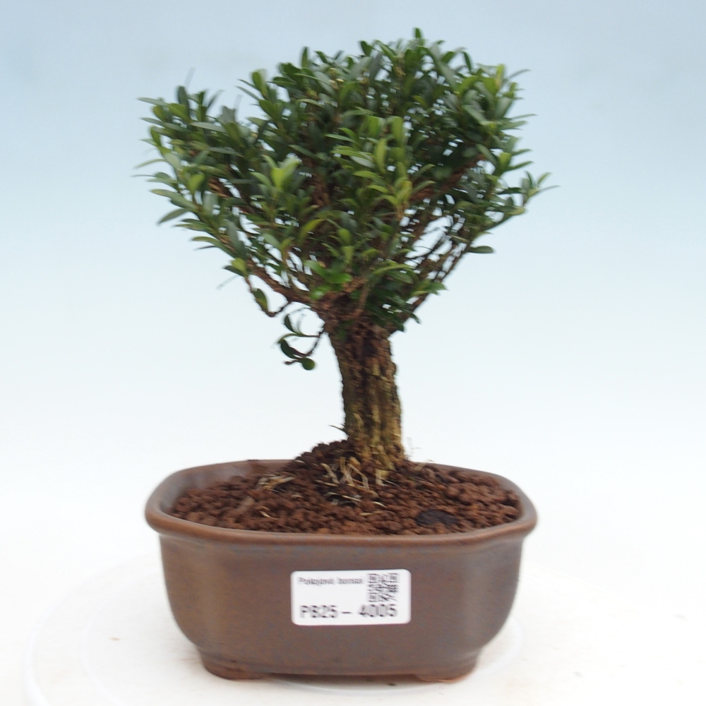 Bonsaï de chambre - Buxus harlandii - buxus liège