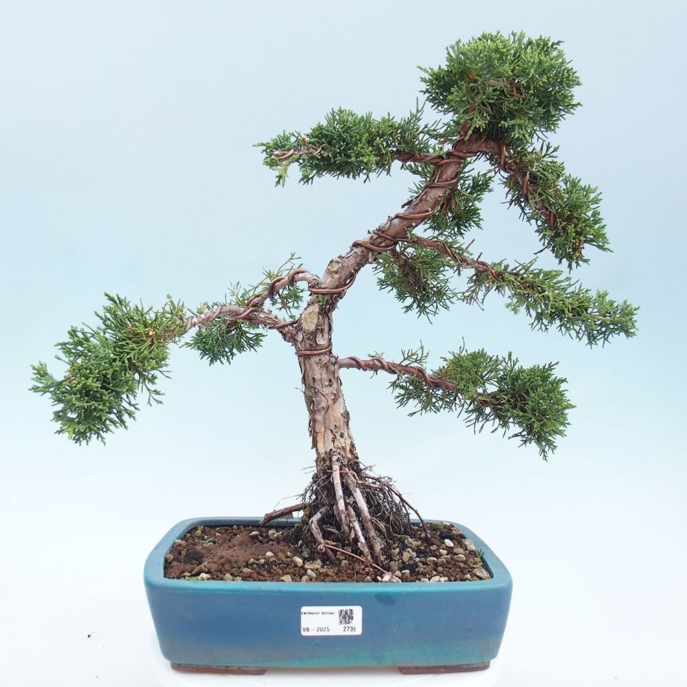 Bonsaï d'extérieur - Juniperus chinensis Kishu