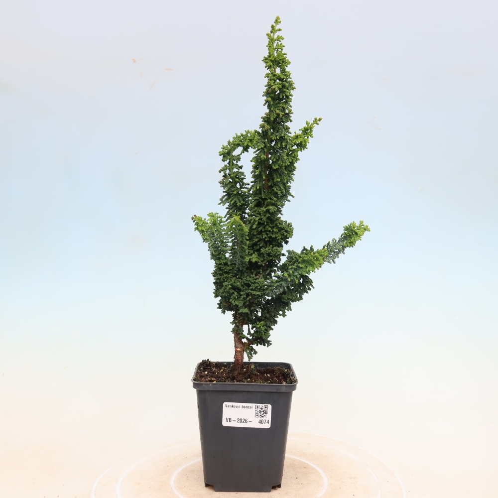 Bonsaï d'extérieur - Cham. obtusa SEKKA HINOKI - Cyprès