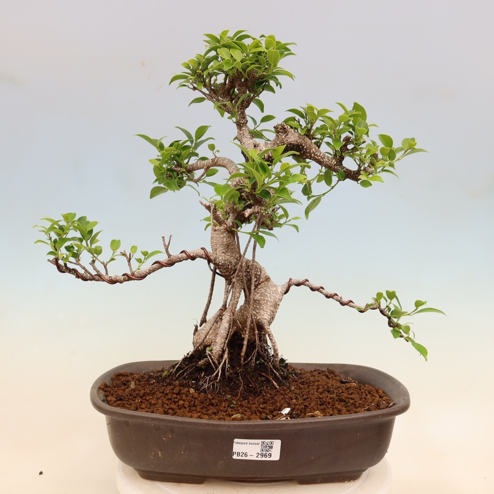 Salle bonsaï - Ficus kimmen - ficus à petites feuilles