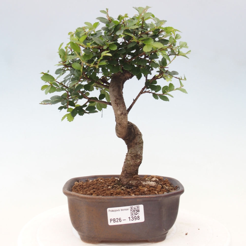 Bonsaï de chambre - Ulmus parvifolia - Orme à petites feuilles