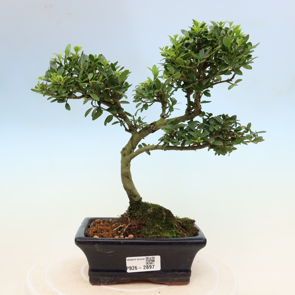 Bonsaï de chambre - Ilex crenata - Houx