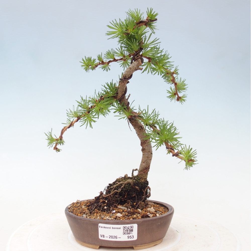 Bonsaï d'extérieur - Larix Kaempferi - Mélèze du Japon