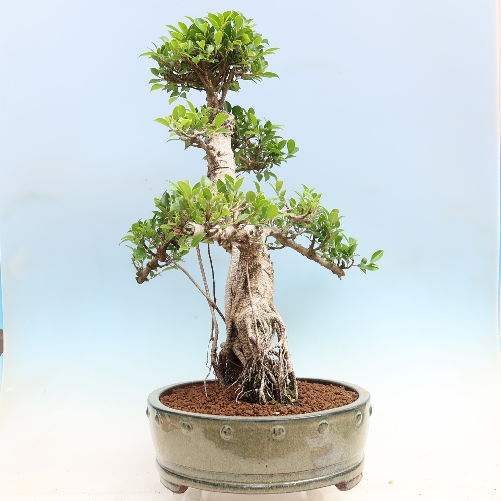 Salle bonsaï - Ficus kimmen - ficus à petites feuilles