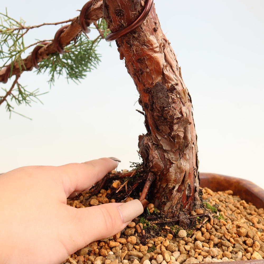 Bonsaï d'extérieur - Juniperus chinensis Kishu