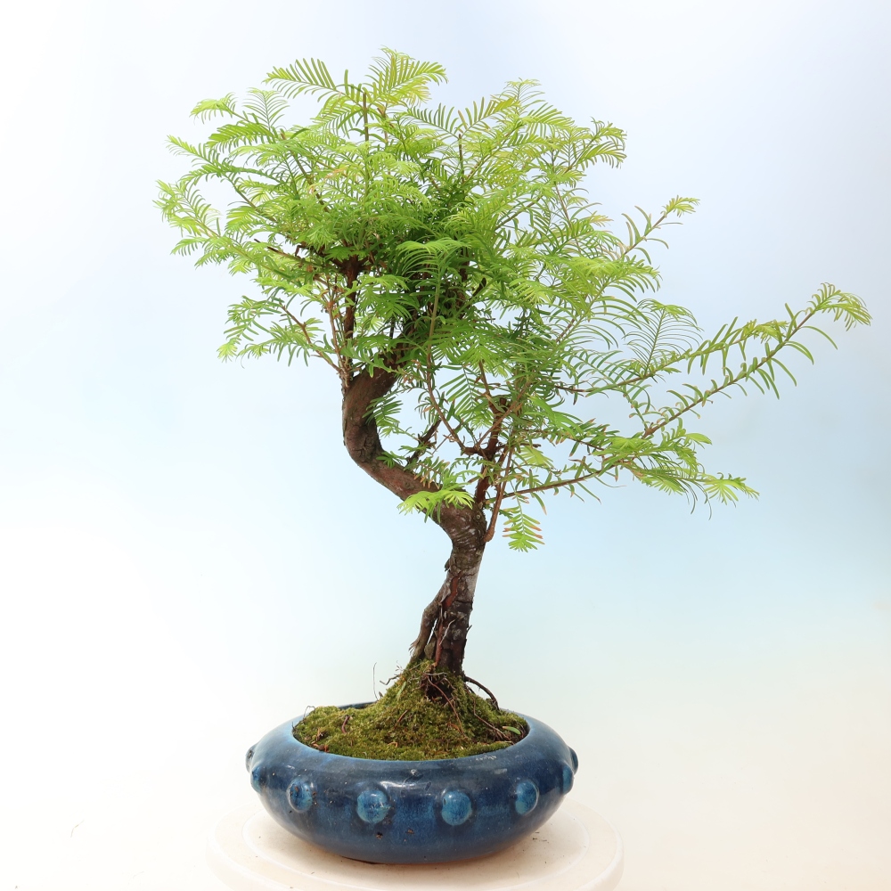 Bonsaï d'extérieur - Metasequoia glyptostroboides - Metasequoia chinois