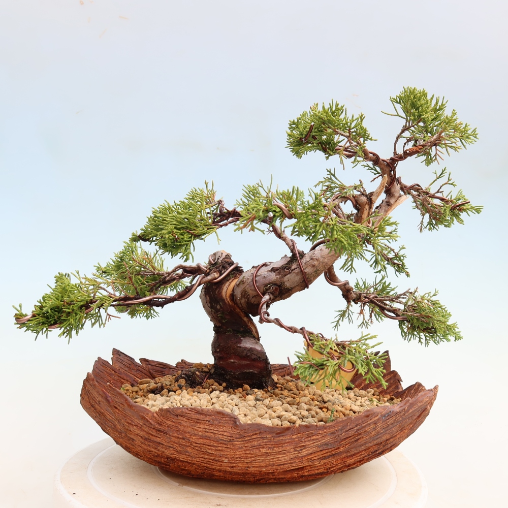Bonsaï d'extérieur - Juniperus chinensis Itoigawa-Juniperus chinensis