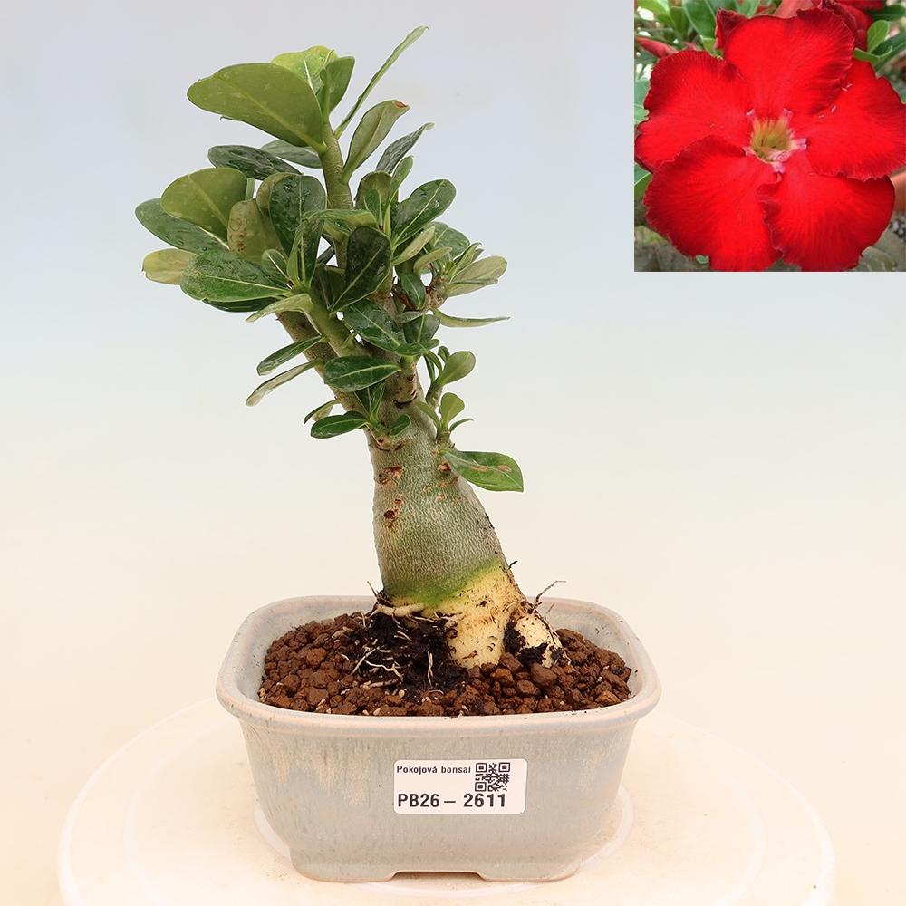 Bonsaï d'intérieur - Adenium obesum Red Star - Rose du désert