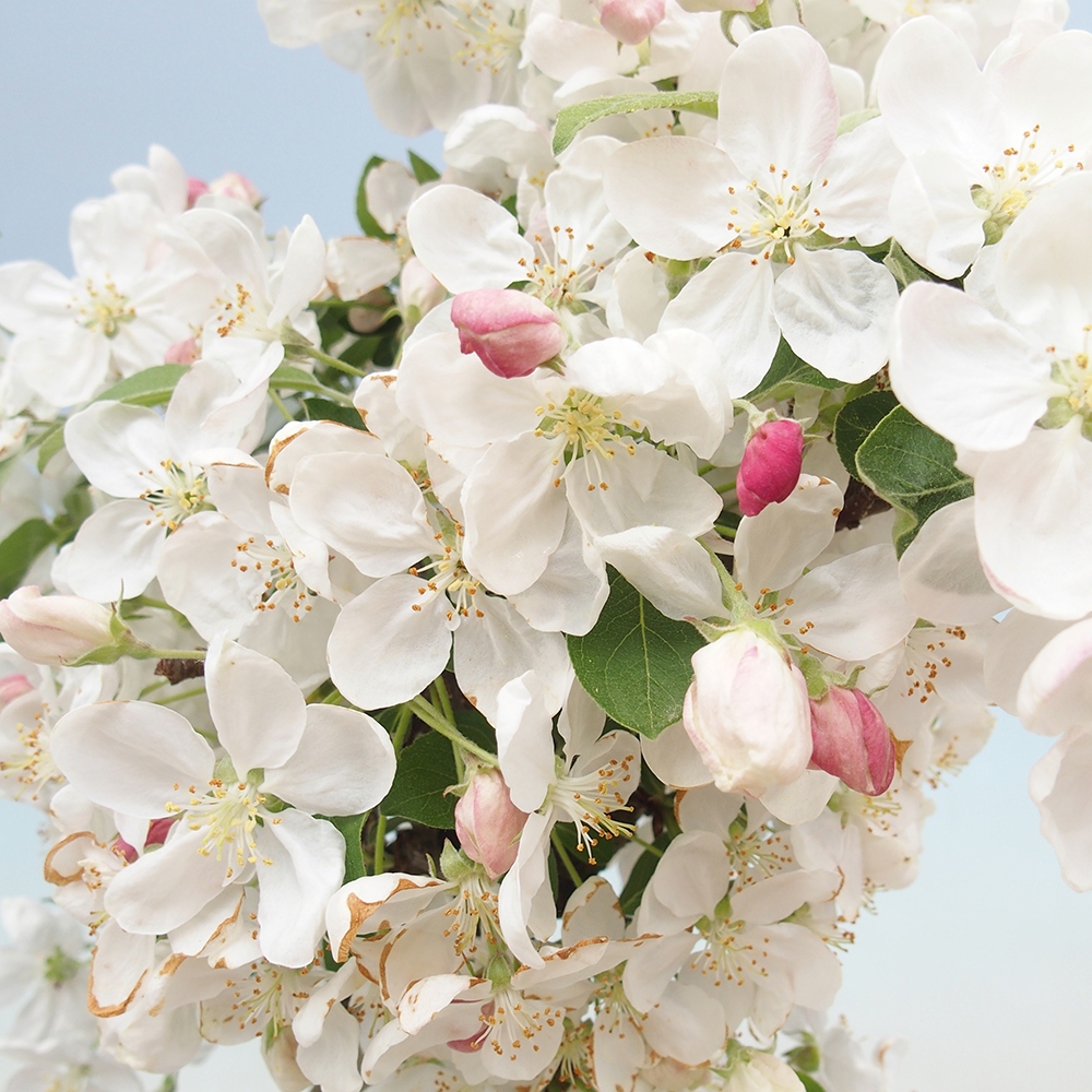 Bonsaï d'extérieur -Malus halliana - Pommier à petits fruits