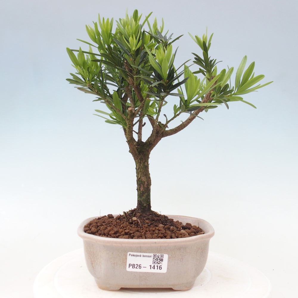 Salle bonsaï - Podocarpus - If en pierre