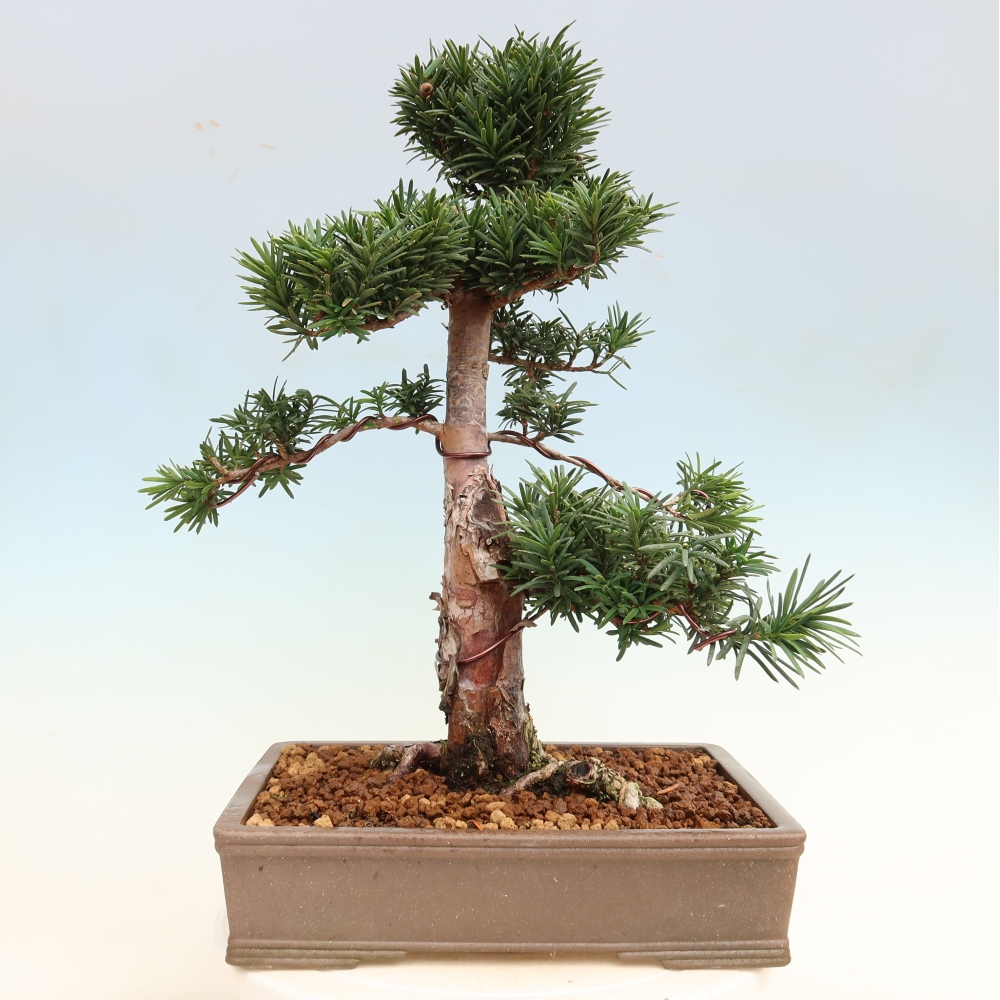 Bonsaï d'extérieur - Taxus cuspidata - If japonais