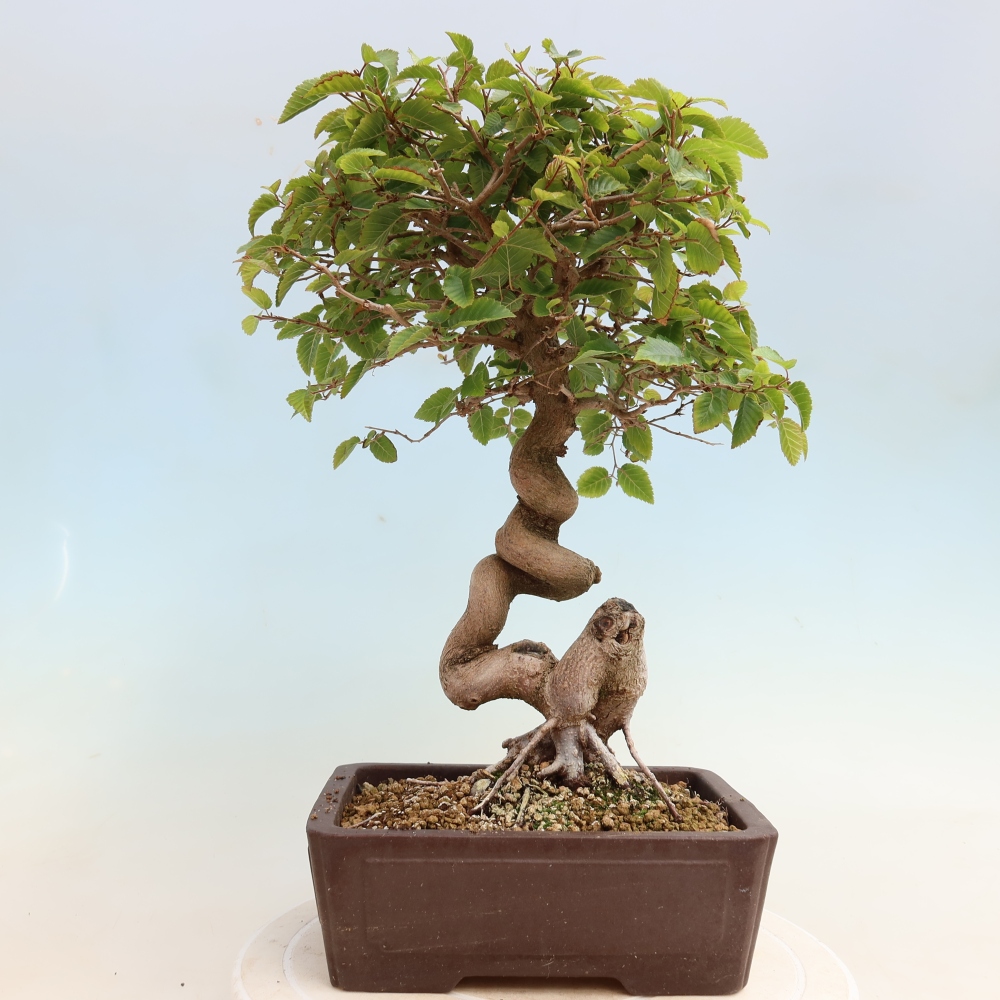 Bonsaï d'extérieur -Carpinus CARPINOIDES - Charme de Corée