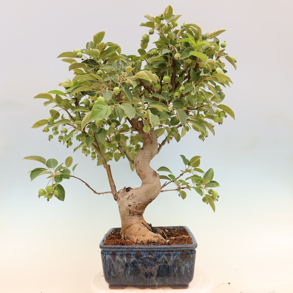 Bonsaï d'extérieur -Malus halliana - Pommier à petits fruits