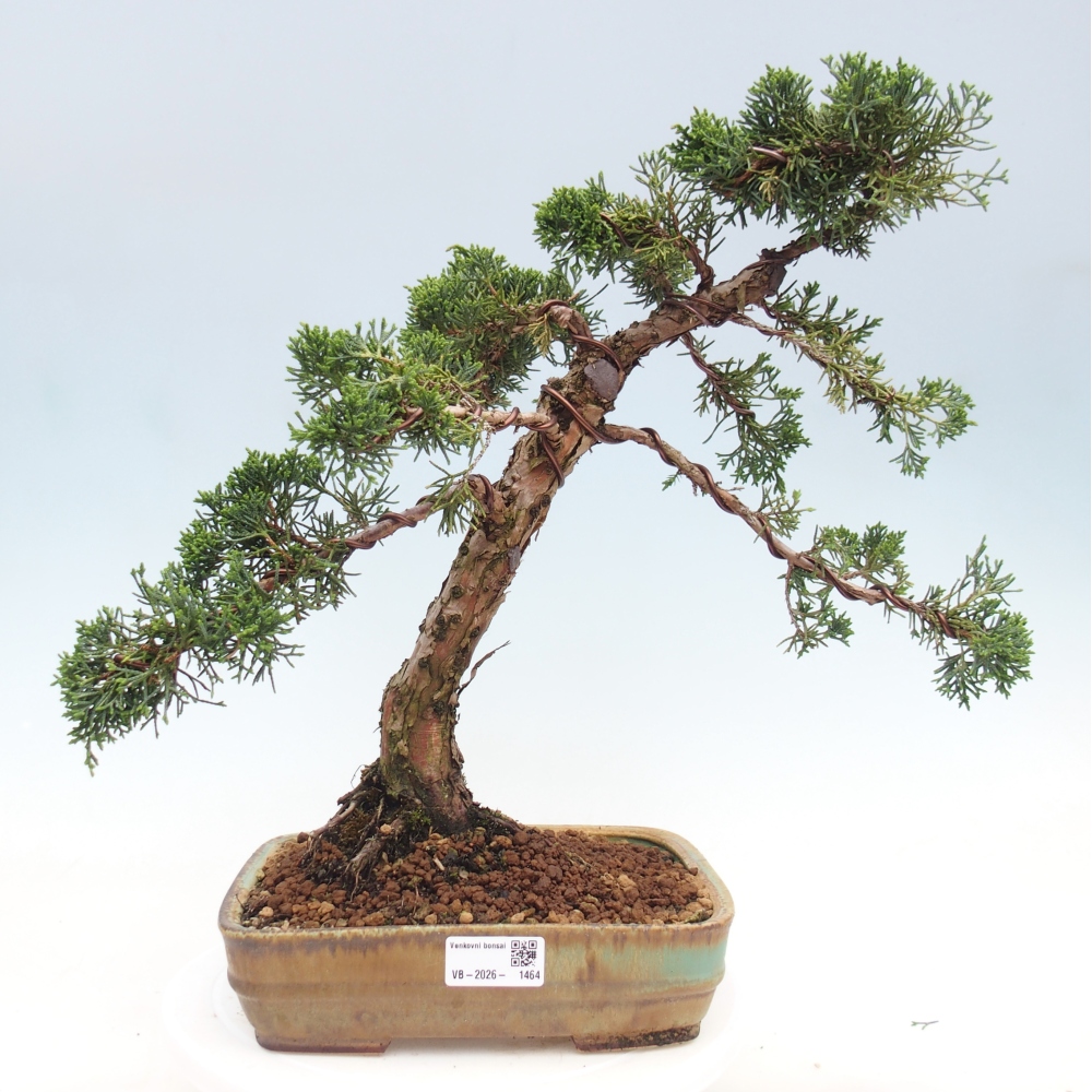 Bonsaï d'extérieur - Juniperus chinensis Kishu