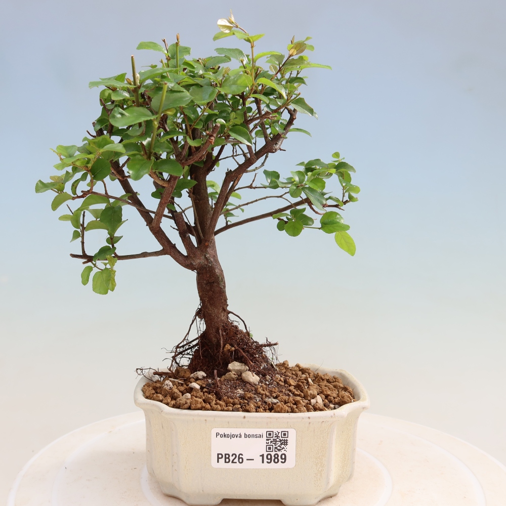 Bonsaï de chambre - Sageretia thea - Sageretia thea