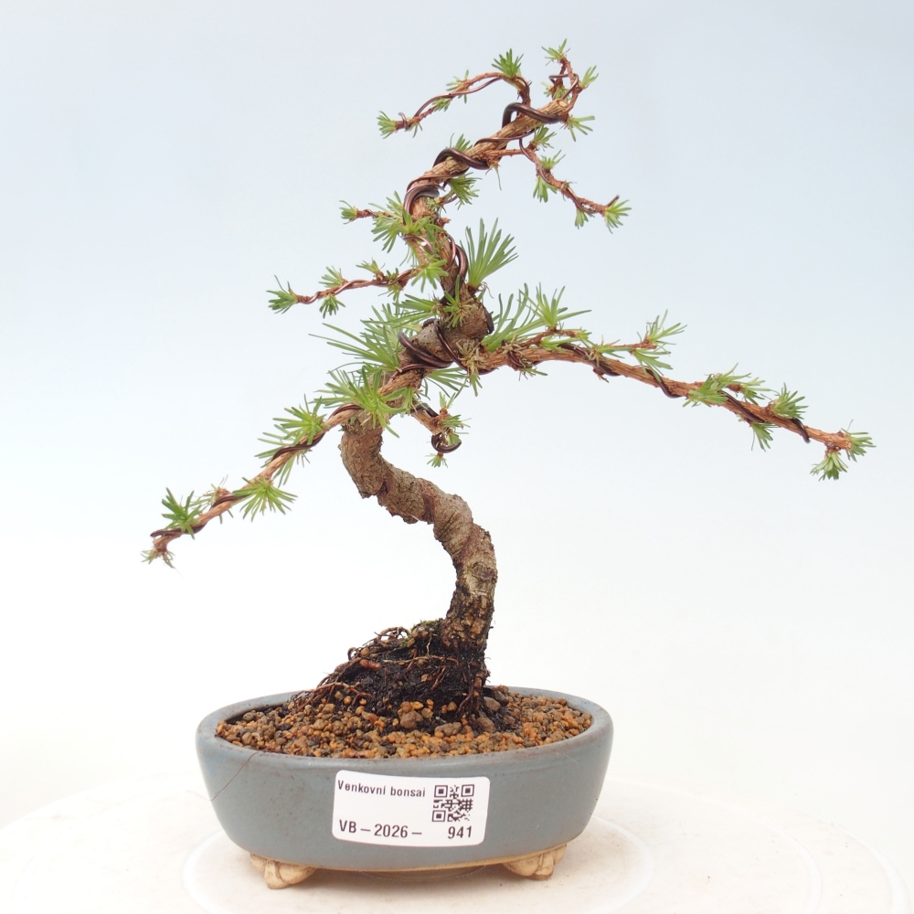 Bonsaï d'extérieur - Larix Kaempferi - Mélèze du Japon
