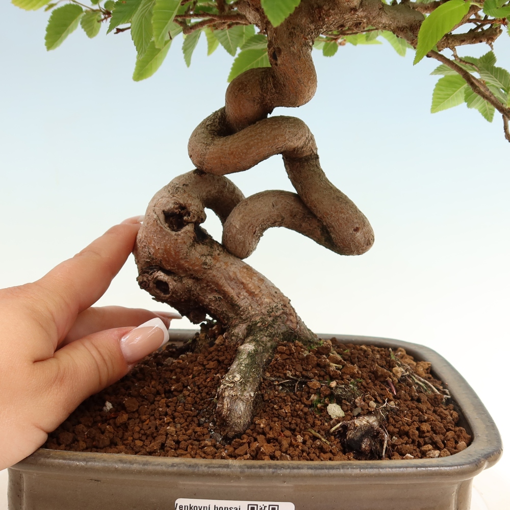 Bonsaï d'extérieur -Carpinus Coreana - Charme de Corée
