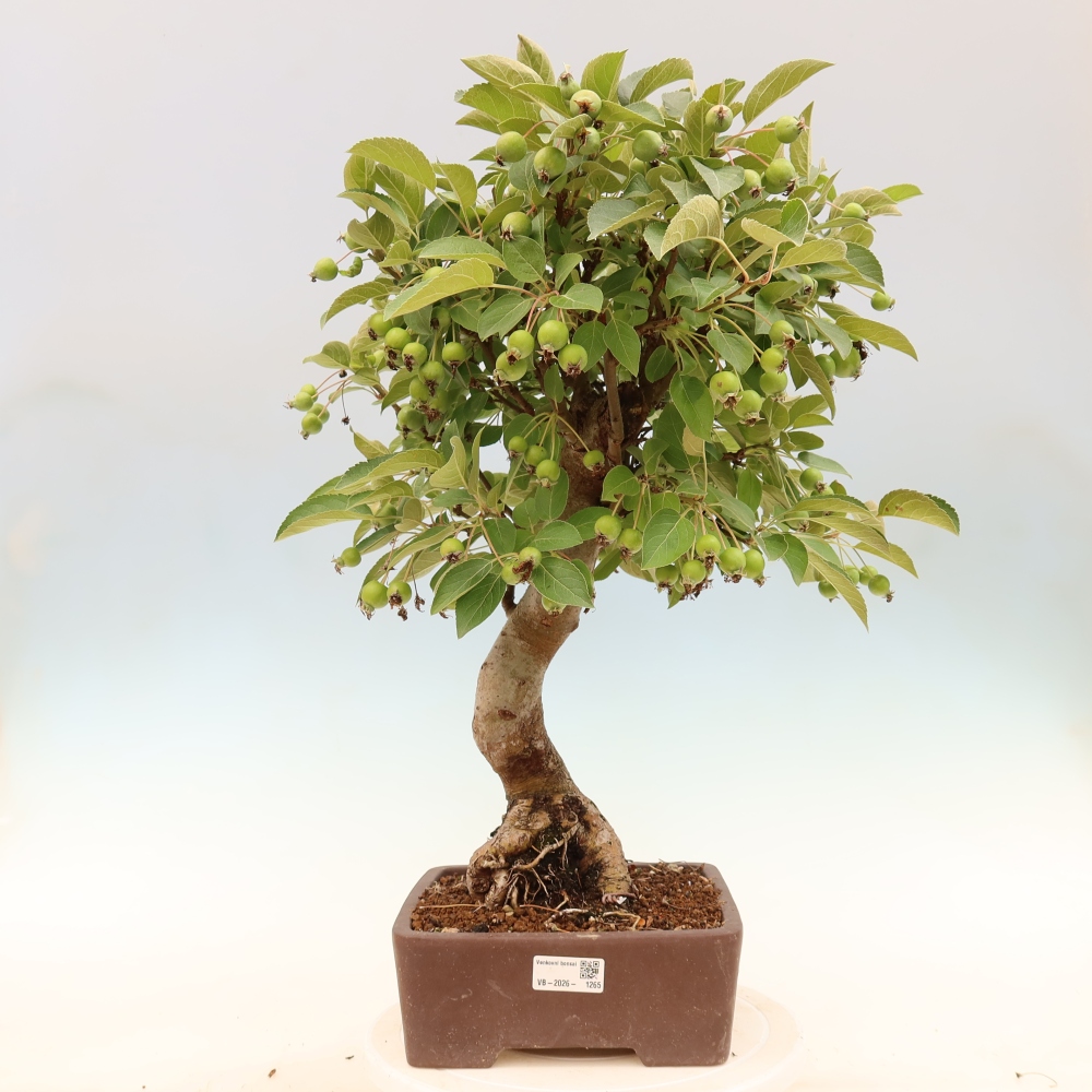 Bonsaï d'extérieur -Malus halliana - Pommier à petits fruits