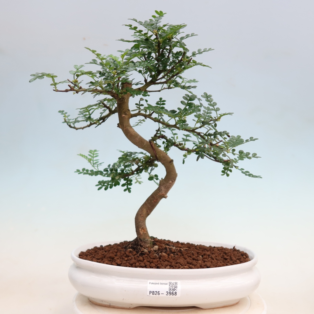 Salle bonsaï - Zantoxylum piperitum - arbre à poivre