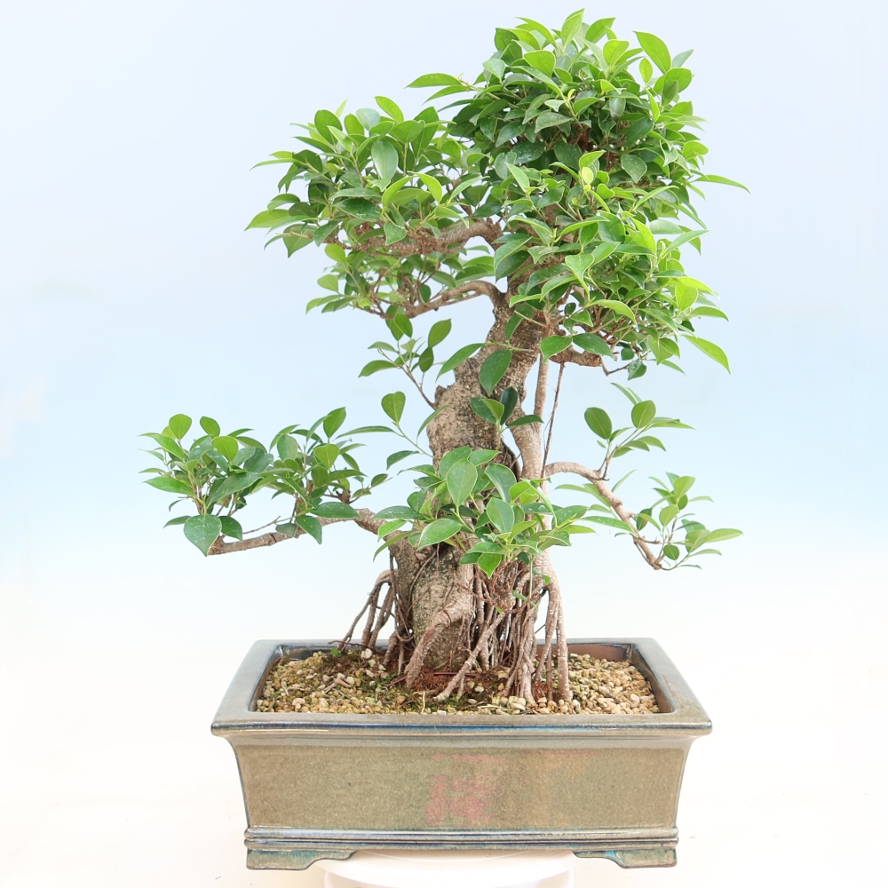 Salle bonsaï - Ficus kimmen - ficus à petites feuilles