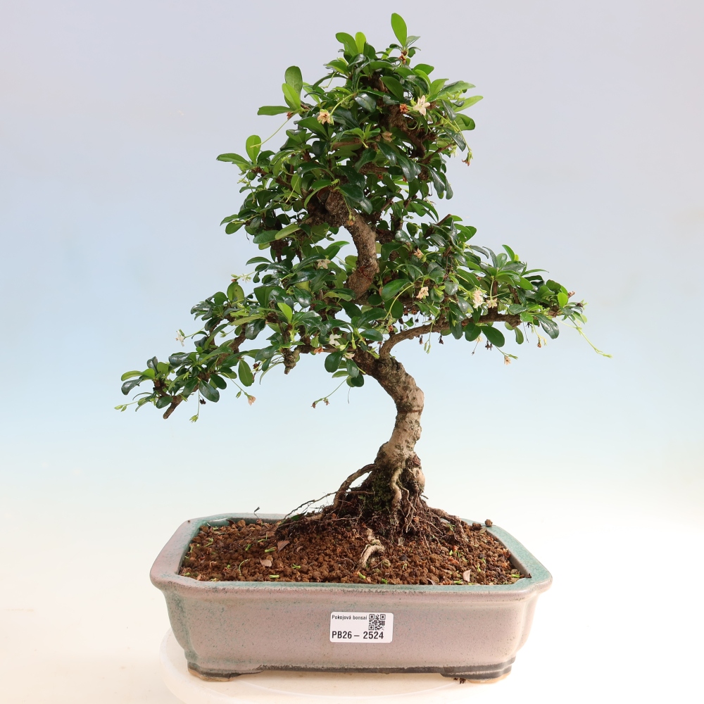 Bonsaï de chambre - Carmona macrophylla - Tea fuki
