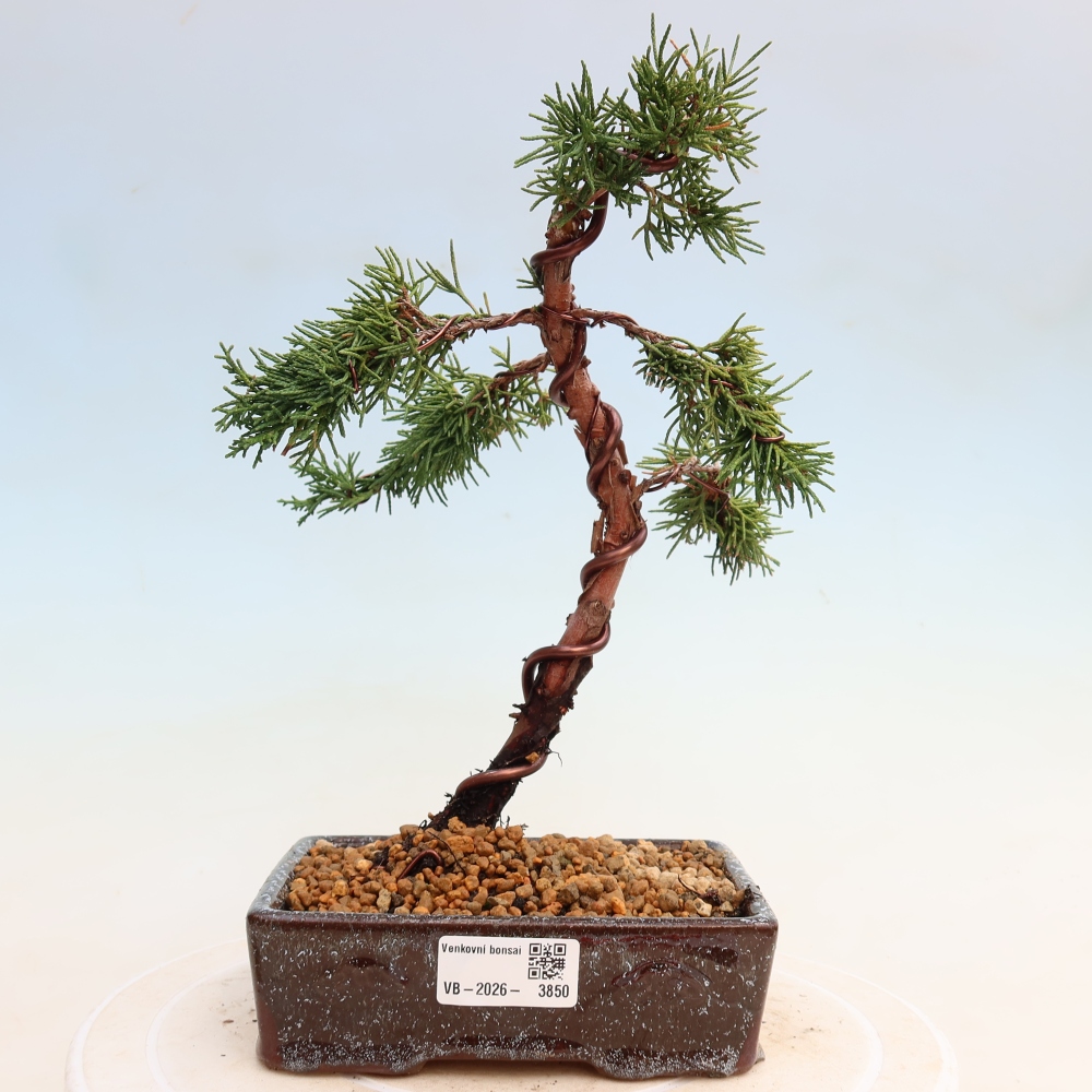 Bonsaï d'extérieur - Juniperus chinensis Kishu