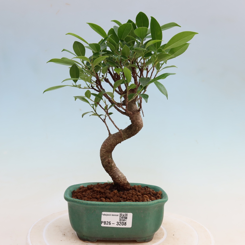 Salle bonsaï - Ficus kimmen - ficus à petites feuilles