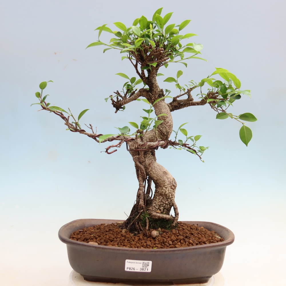 Salle bonsaï - Ficus kimmen - ficus à petites feuilles