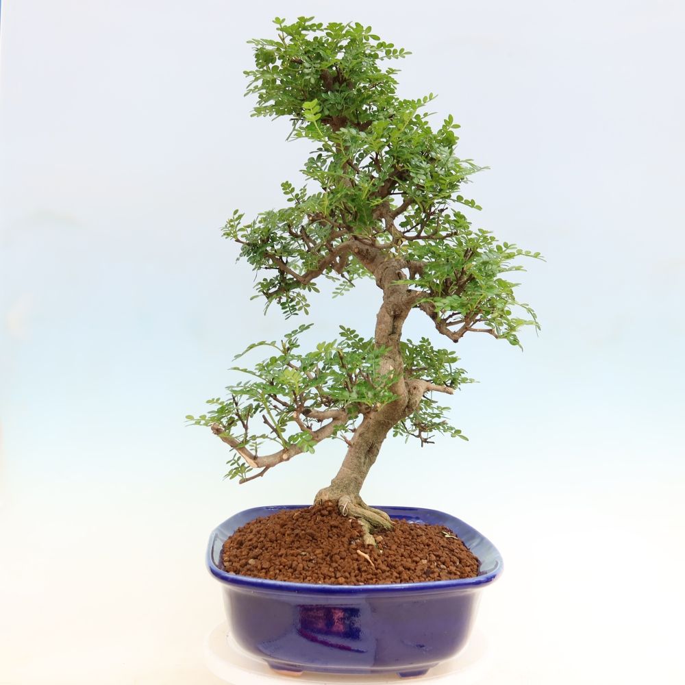 Salle bonsaï - Zantoxylum piperitum - arbre à poivre