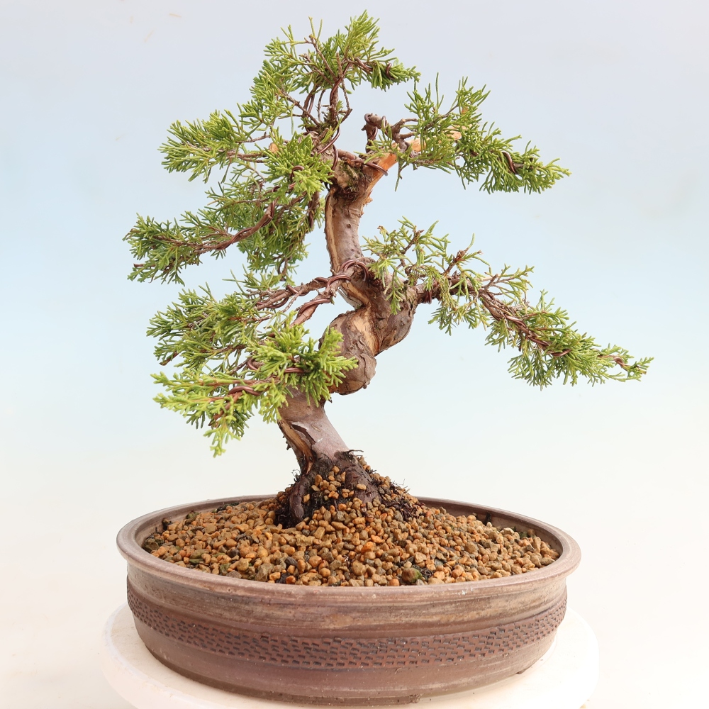 Bonsaï d'extérieur - Juniperus chinensis Itoigawa-Juniperus chinensis