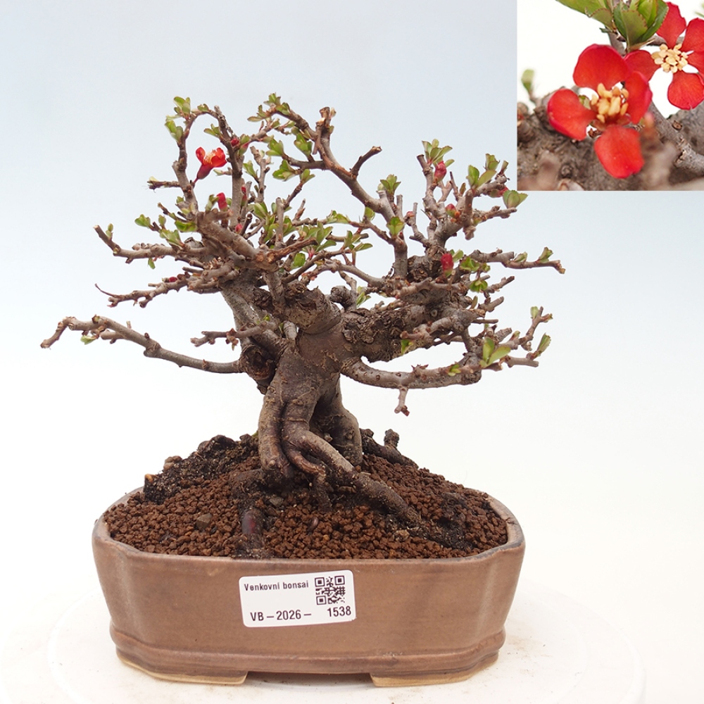 Bonsaï d'extérieur - Chaneomeles speciosa - Coing