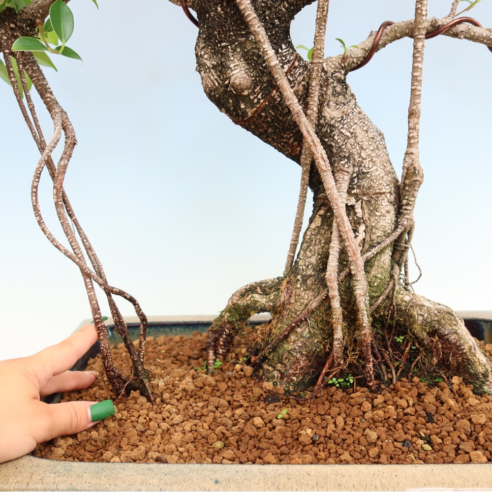 Salle bonsaï - Ficus kimmen - ficus à petites feuilles