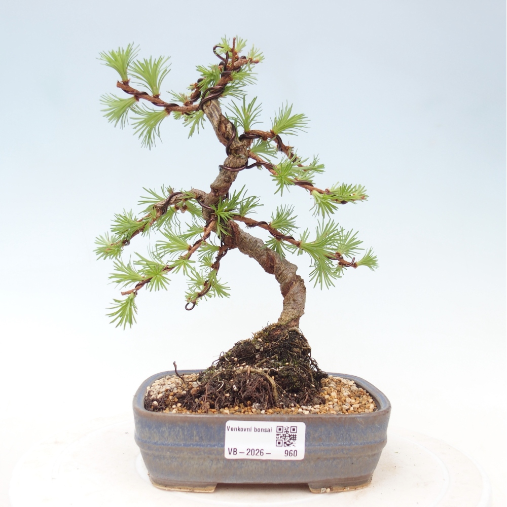 Bonsaï d'extérieur - Larix Kaempferi - Mélèze du Japon