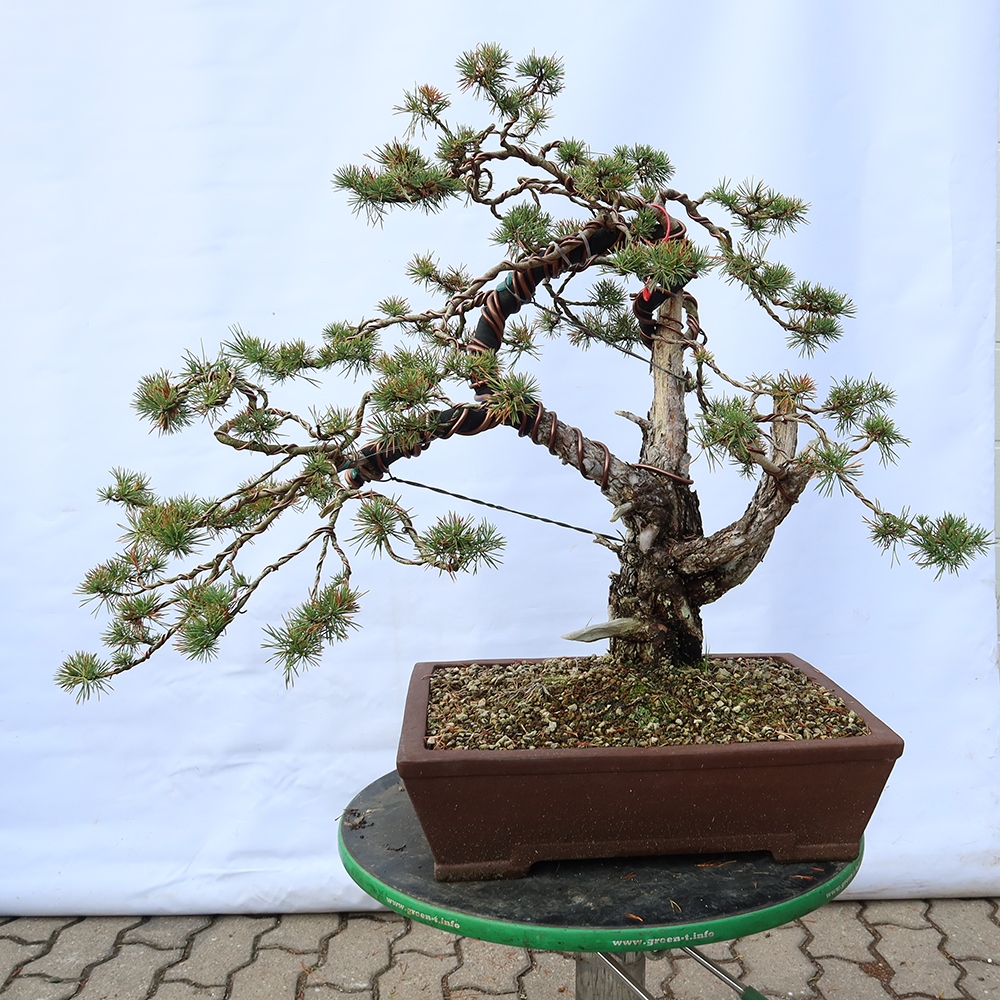 Pinus sylvestris Espagne - pin sylvestre