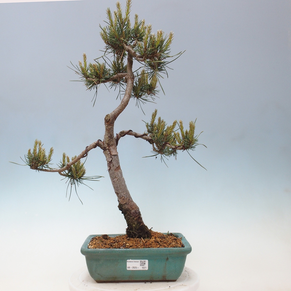 Bonsaï d'extérieur - Pinus Sylvestris Watererri - Pin sylvestre