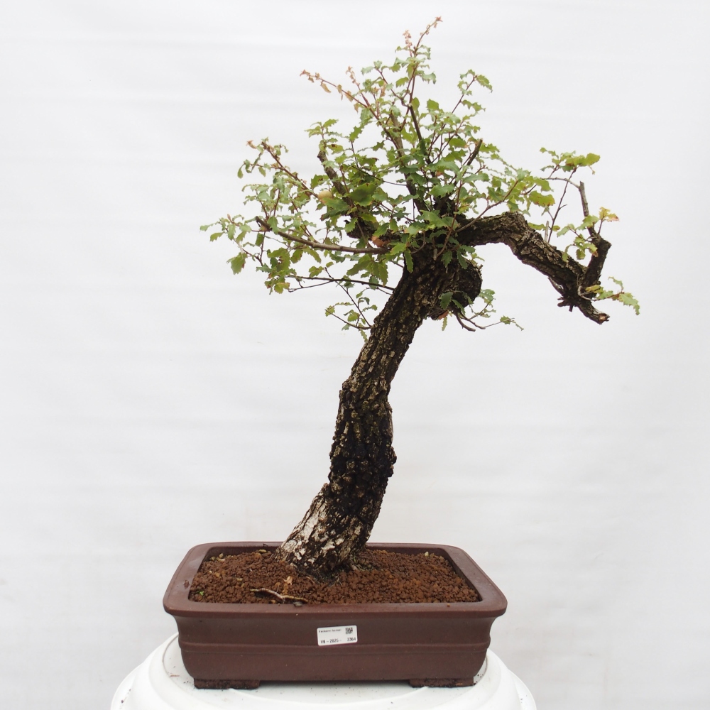 Yamadori - Quercus Ilex - Chêne vert