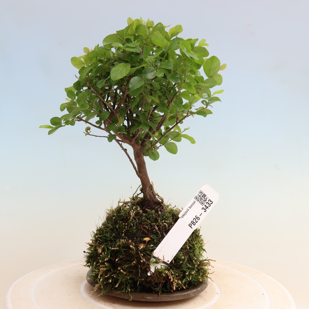 Kokedama avec soucoupe - Sagerécie thea - Sagerécie thea